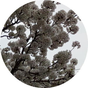 Tao Healing Hands Sessions