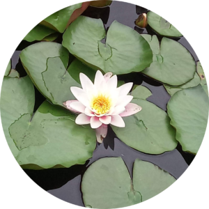 Kuan Yin Lineage Blessing Sessions